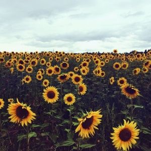 Meet your Posher, Sydney